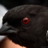 "Red-eyed" Towhee