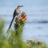 Cape Sugarbird Male Singing, #1
