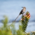 Cape Sugarbird Male Singing, #2