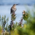 Cape Sugarbird Male, Front