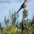 Cape Sugarbird Male, Side, #1