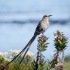 Cape Sugarbird Male, Side, #2