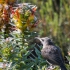Cape Sugarbird Juvenile