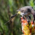Cape Sugarbird Feeding, #1