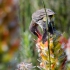Cape Sugarbird Feeding, #2