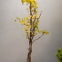 Ginkgo Bonsai