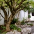 Maple in Scholar's Courtyard