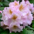 Pink Rhody