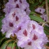 Purple Rhody