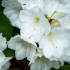 White Rhody
