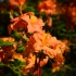Orange Rhody