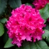 Red Rhody