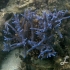 Staghorn coral-blue