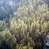 Reef coral