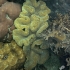 Reef corals