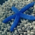 Blue sea star