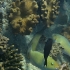 Redlip parrotfish