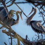 Greeting