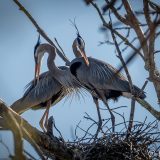 Preening