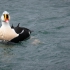 King Eider - #1