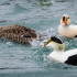 King Eider with Common Eiders