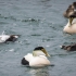 Common Eiders