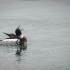 Male Red-breasted Merganser - #1