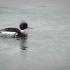 Male Red-breasted Merganser - #2