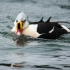King Eider - #2