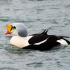 King Eider - #3