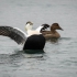 Male Common Eider - #1