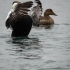 Male Common Eider - #2