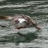 Female Red-breasted Merganser - #1