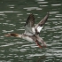 Female Red-breasted Merganser - #2