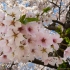 Cherry Blossoms #N399