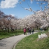 Cherry Blossom Path