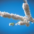 Cherry Blossom Branch