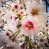 Cherry Blossoms #N419