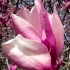 Magnolia Blossom #N452