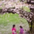Gathering Cherry Blossoms