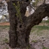 Old Cherry Tree