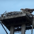 Osprey at Nest