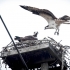 Osprey Approaches Nest