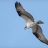 Osprey in Flight #1