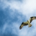 Osprey in Flight #2