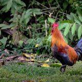 Wild Chicken