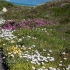 Flowers Near Cape Town