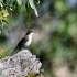 Fiscal Flycatcher, Side