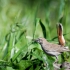 Rufous-tailed Scrub Robin