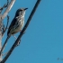 Karoo Prinia